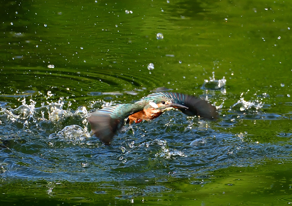 いつもの公園で　８/３０❻