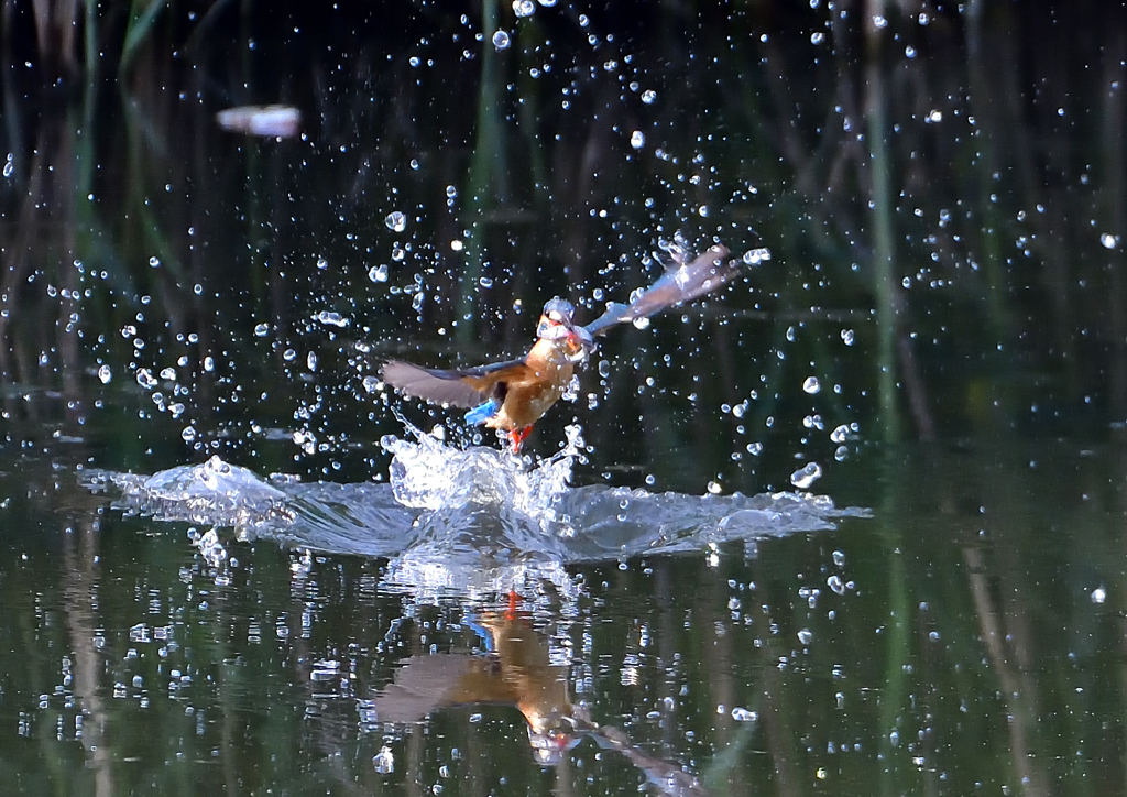 魚を・・・・・・　５/１３❶