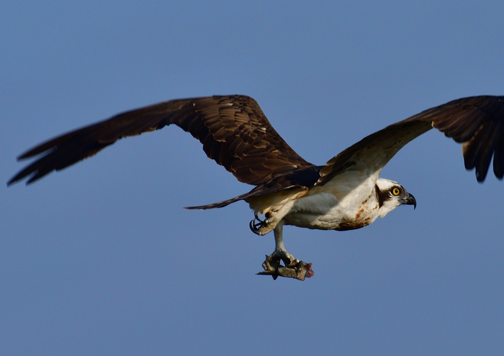 ミサゴ　１１/１８❶