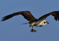 ミサゴ　１１/１８❶