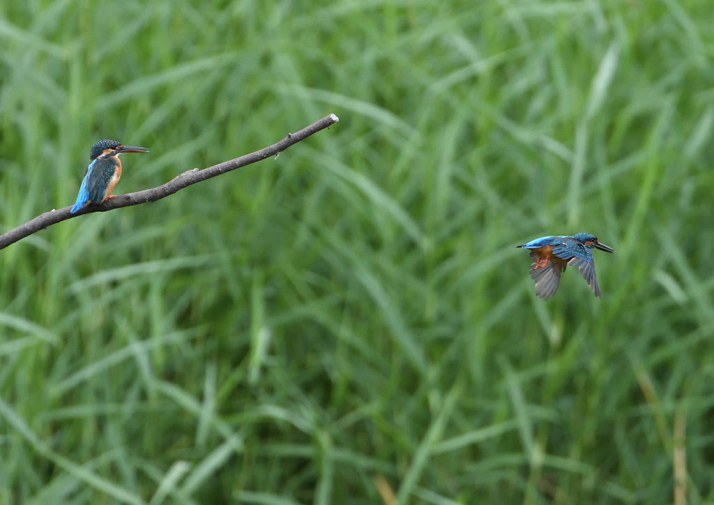 2羽のカワセミ　９/２２