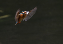 魚を・・・・　５/２０❸