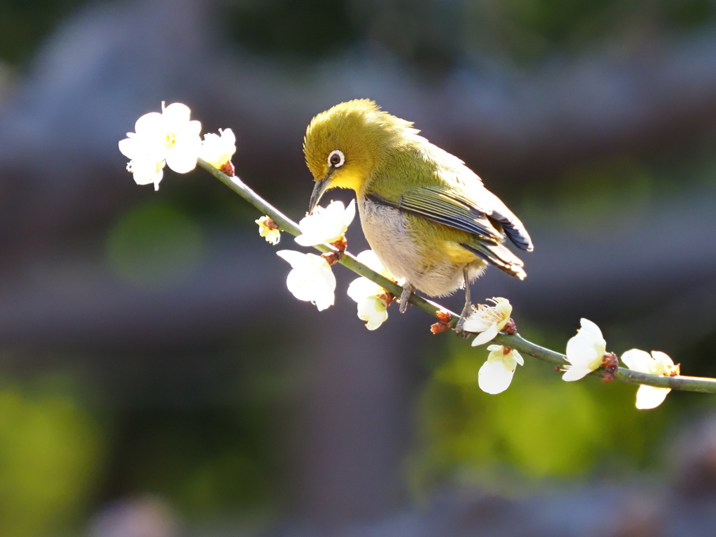 メジロ　２/２５❹