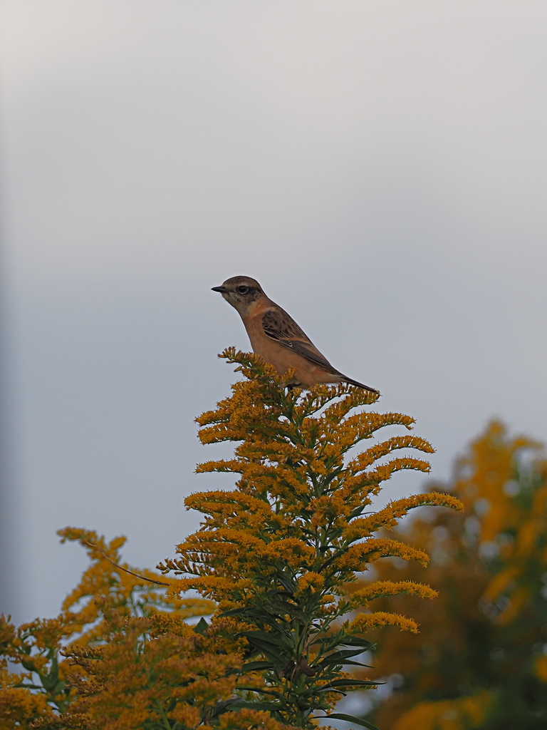 ノビタキ　１０/２０❷