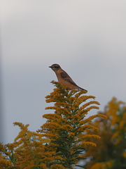 ノビタキ　１０/２０❷