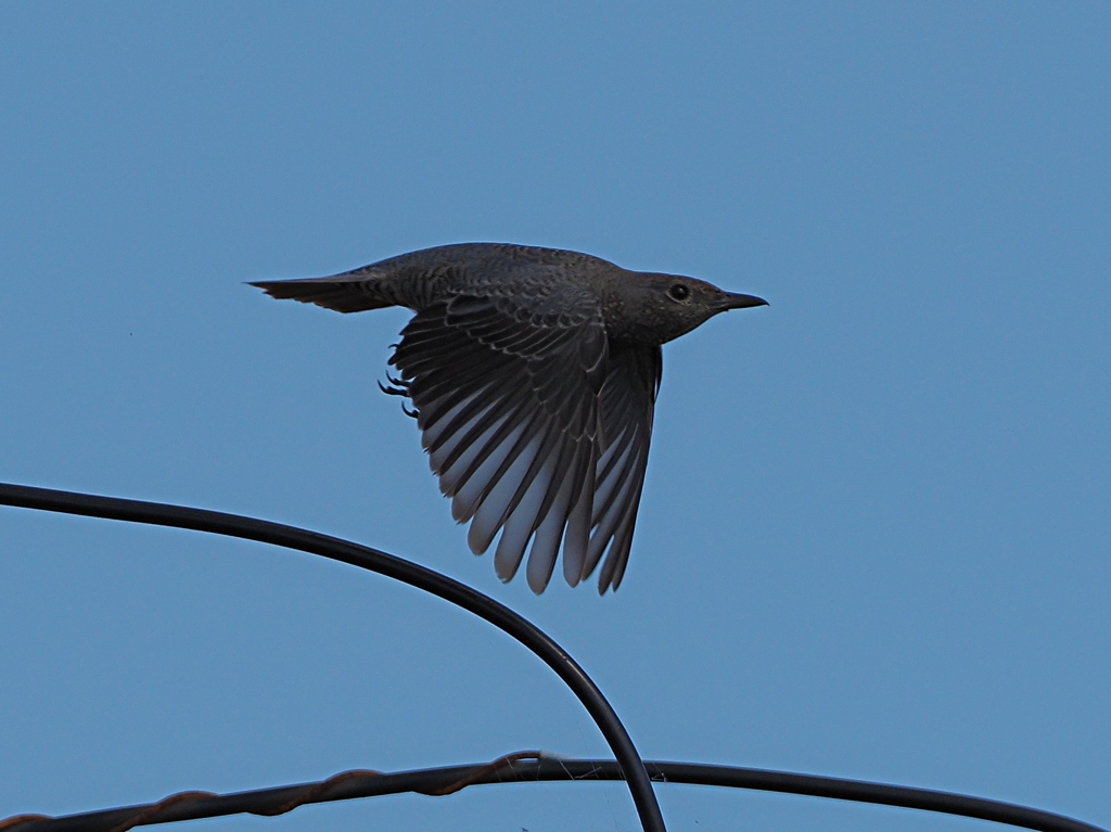 イソヒヨドリ　１０/１４