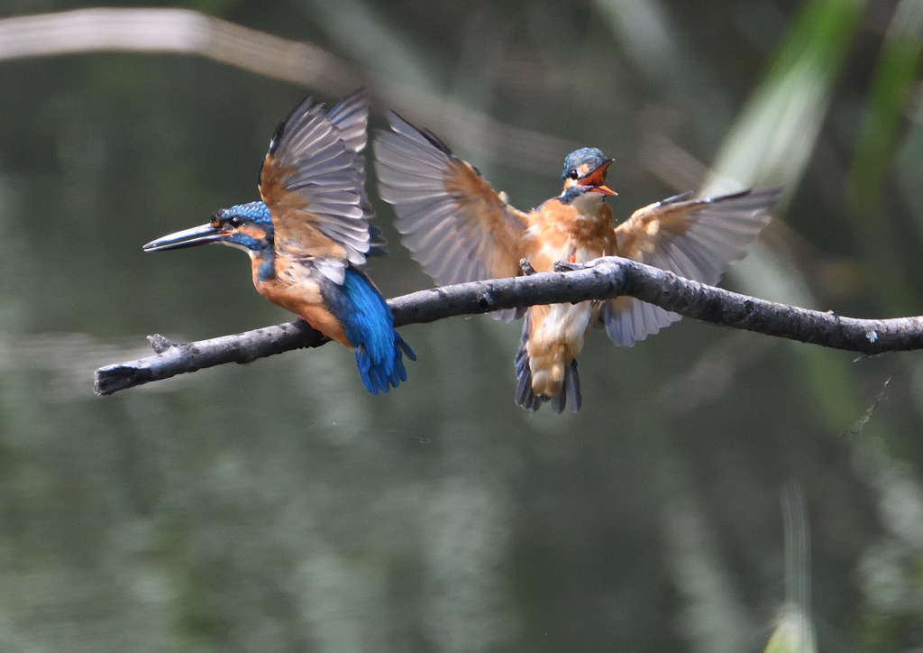 2羽のカワセミ　９/１２❶
