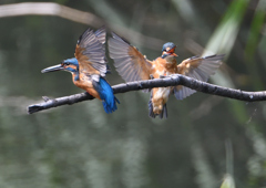 2羽のカワセミ　９/１２❶