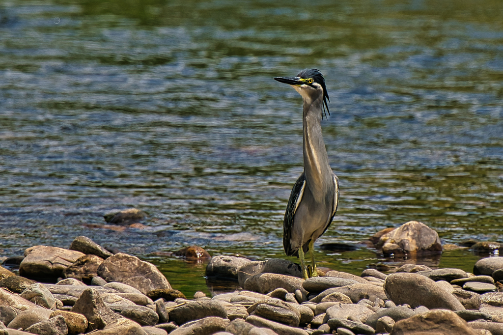 ササゴイ　７/２０❸
