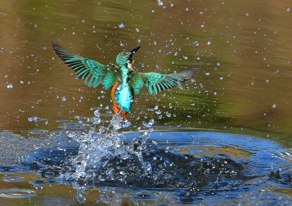 いつもの公園で　１１/１４❷