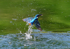 いつもの公園　５/２５❸