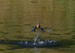 水飛沫　５/１４❶