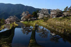 春の棚田　４/９