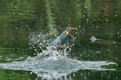 いつもの公園　５/２８❷