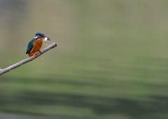 止まり木　４/１❶