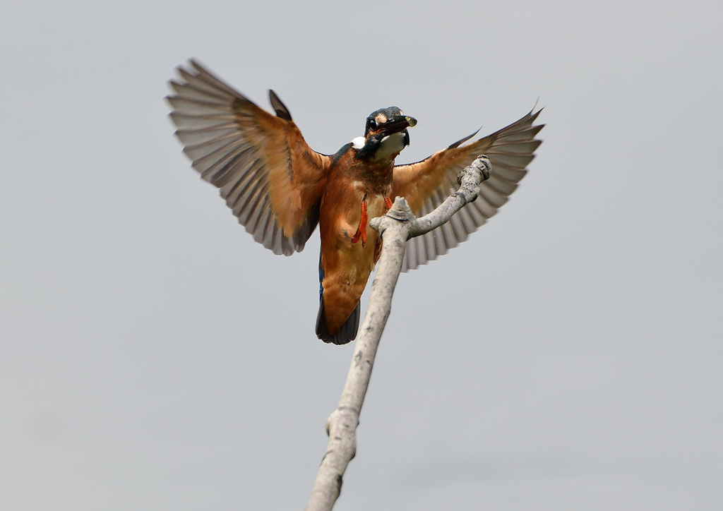 止まり木　8/３１