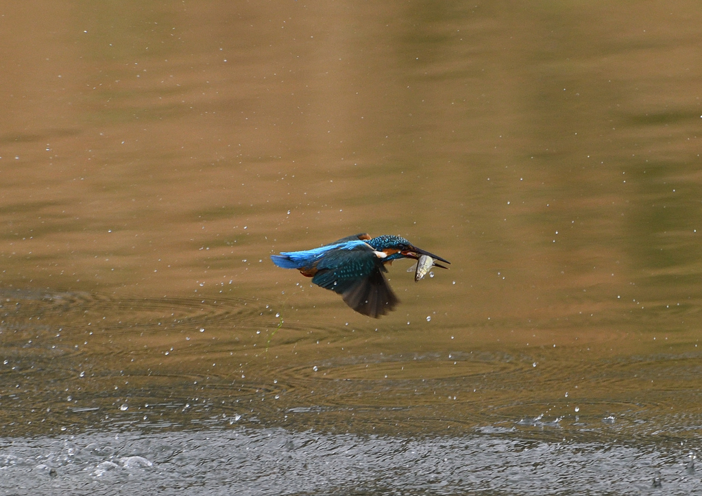 ダイブ　４/１２❺