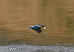 ダイブ　４/１２❺