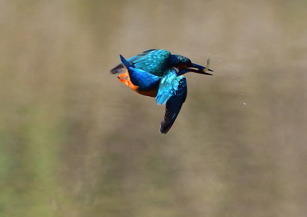 いつもの公園で　１２/３❺