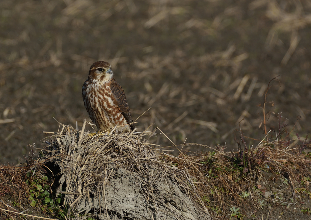メスのコチョウゲンボウ　１２/２３