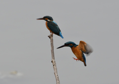 メスの元へ・・・❻