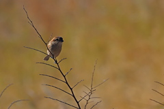 モズ　１２/２０