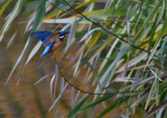 ホバリング　１２/２０❷