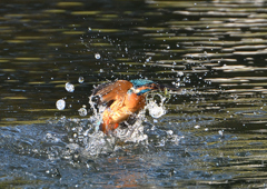 水飛沫　１０/１５❸