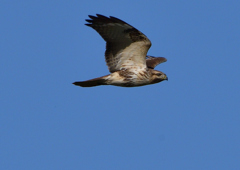 ノスリ　１１/２６❶