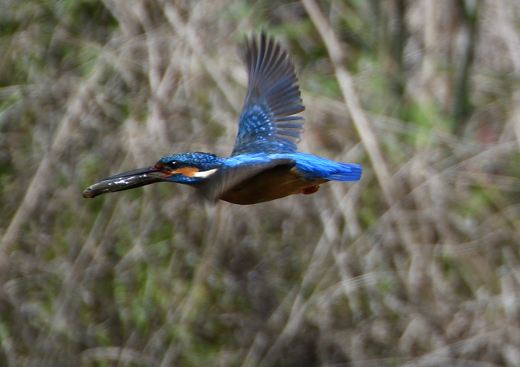 魚を・・・・　４/１５❸