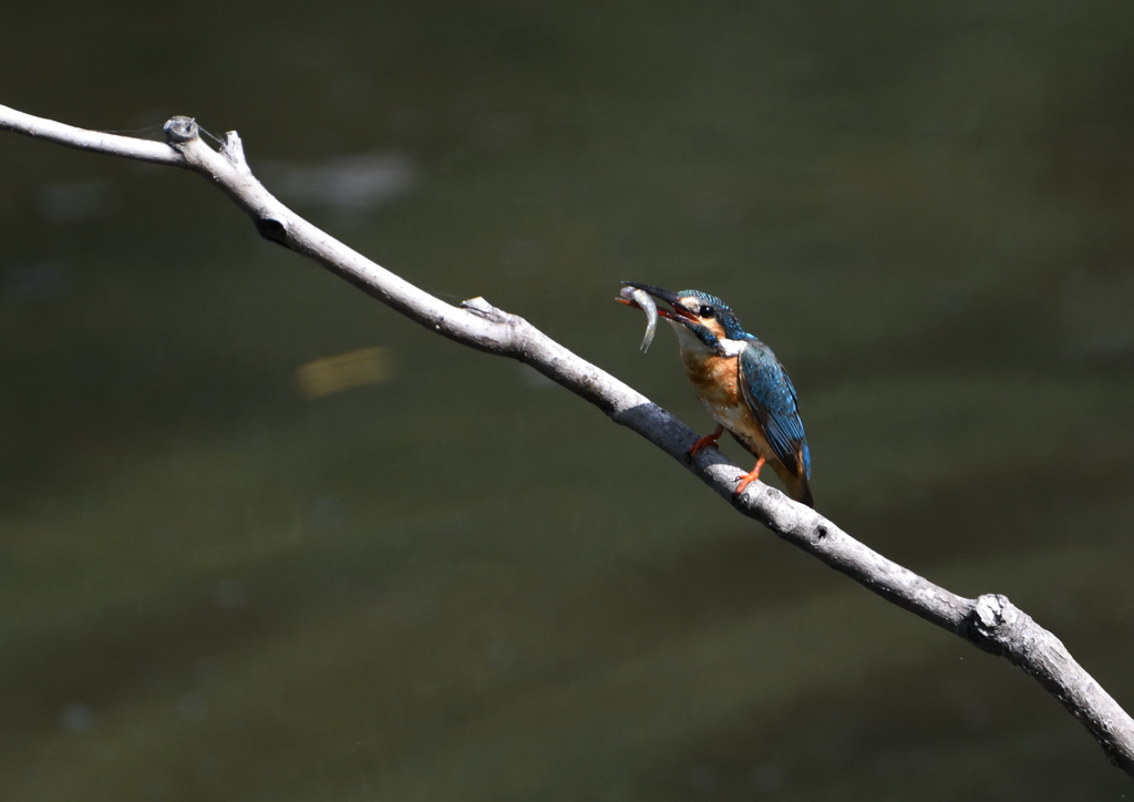   コバルトブルー⑦