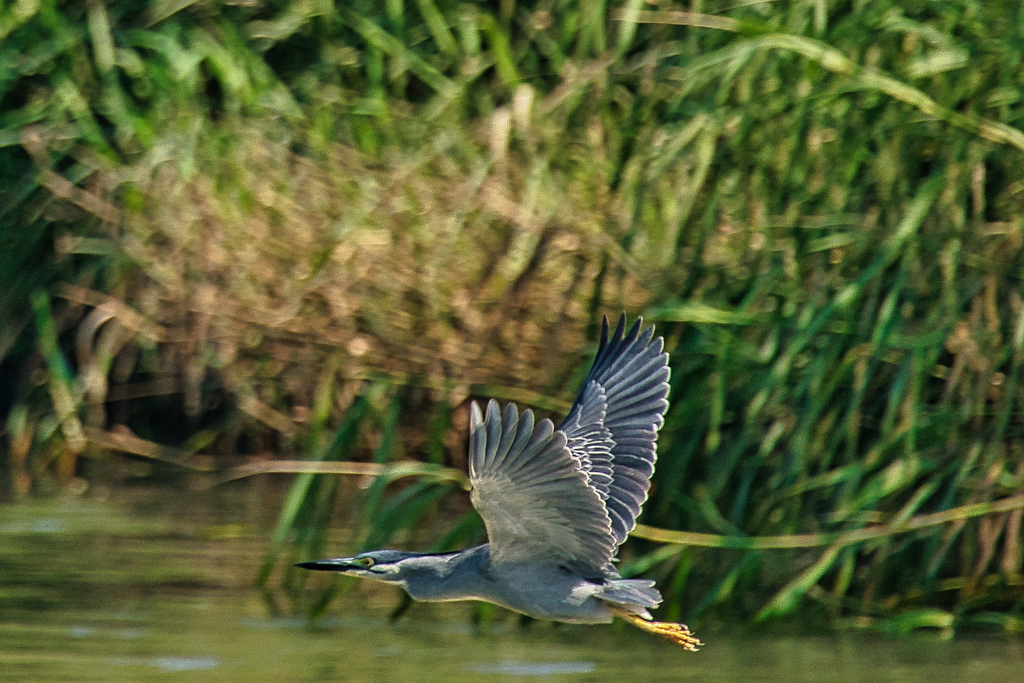 ササゴイ　７/１３❷