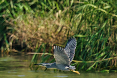 ササゴイ　７/１３❷