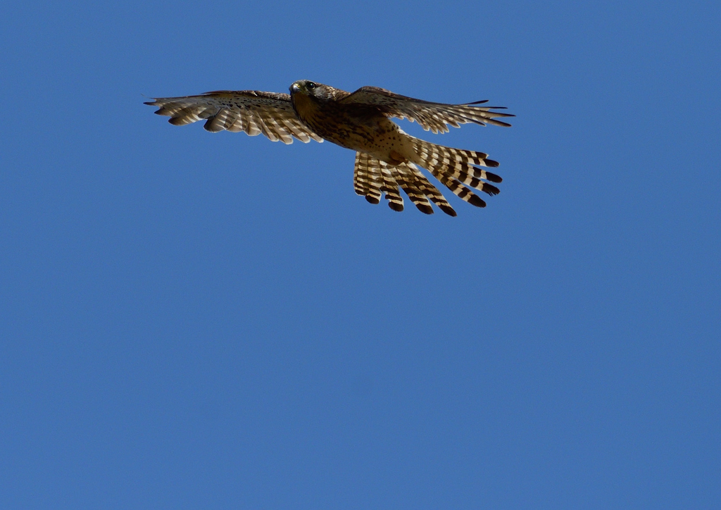 チョウゲンボウ　６/７❸