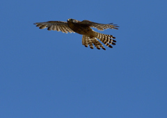 チョウゲンボウ　６/７❸