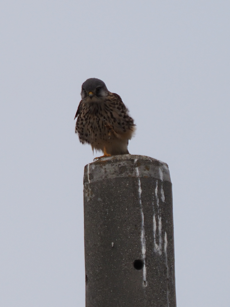 チョウゲンボウ　１/２６