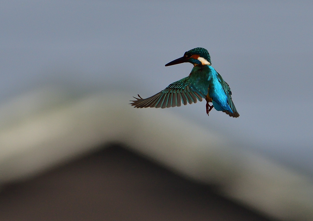 ホバ　４/２１❻