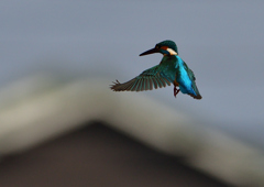 ホバ　４/２１❻