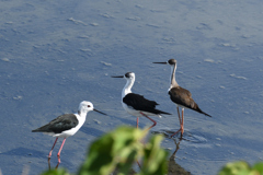 セイタカシギ　❹