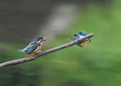 2羽のカワセミ　８/２９❷