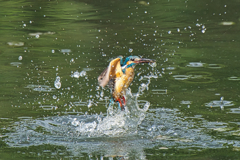 いつもの公園　５/２４❺