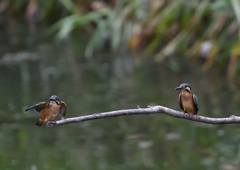 2羽の若鳥　７/９❹
