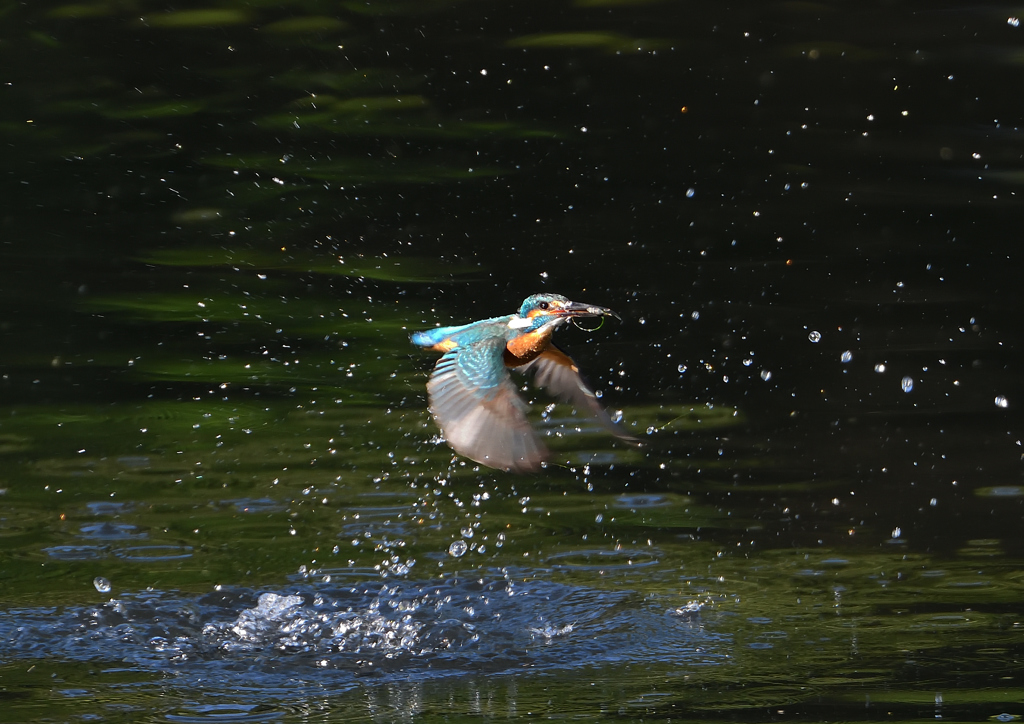 ダイブ　５/３０❶