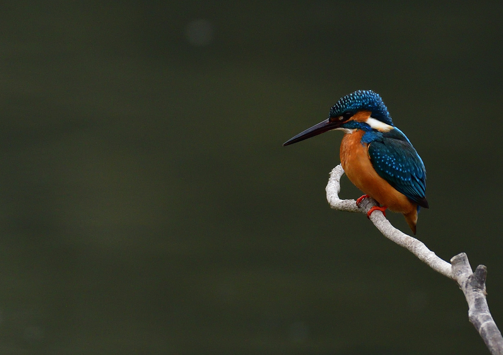 いつもの公園　２/１３❺
