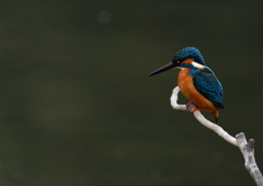 いつもの公園　２/１３❺