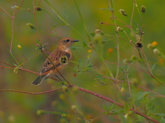 ノビタキ　１０/２１❷