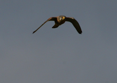 チョウゲンボウ　１１/２０❷