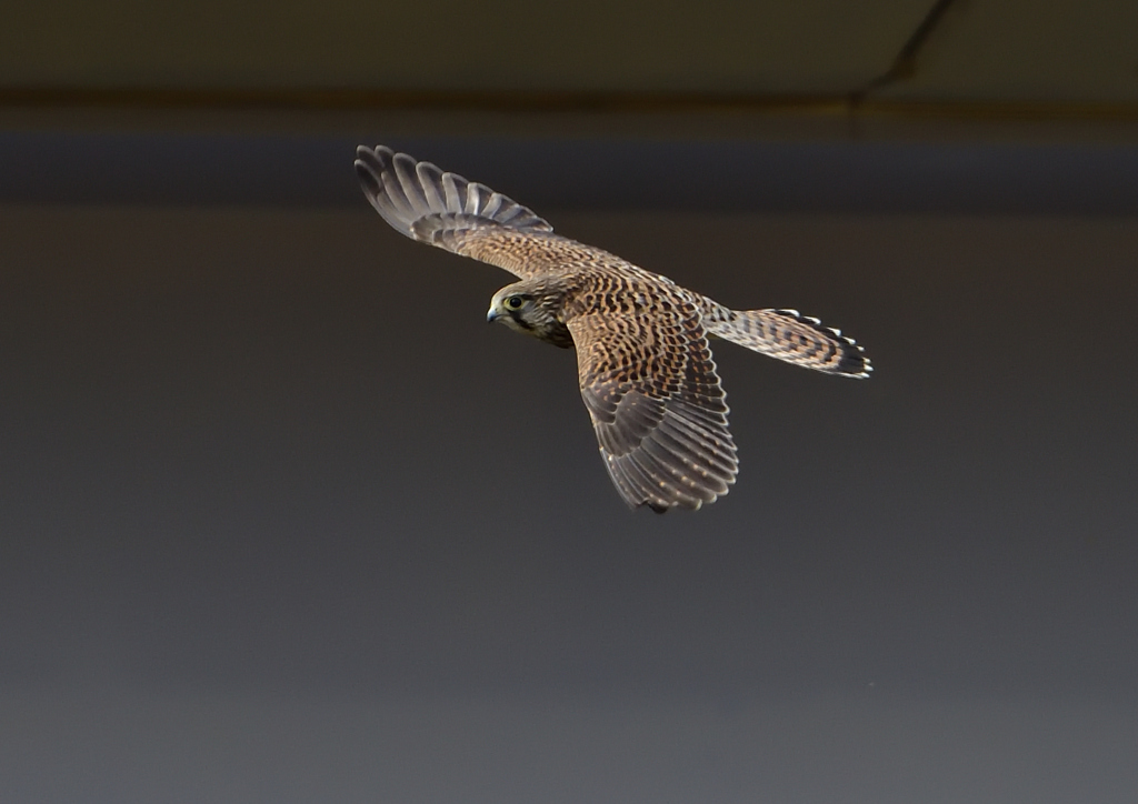 チョウゲンボウ　６/９❶