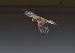 チョウゲンボウ　６/９❶