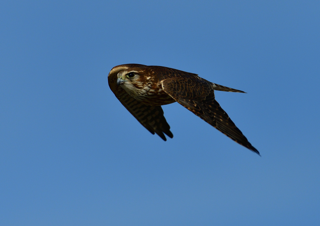 メスのコチョウゲンボ　１１/２５❸